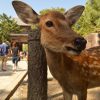 Nara Day trip: meet the adorable deers