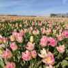 The Netherlands tulips route: Flevoland