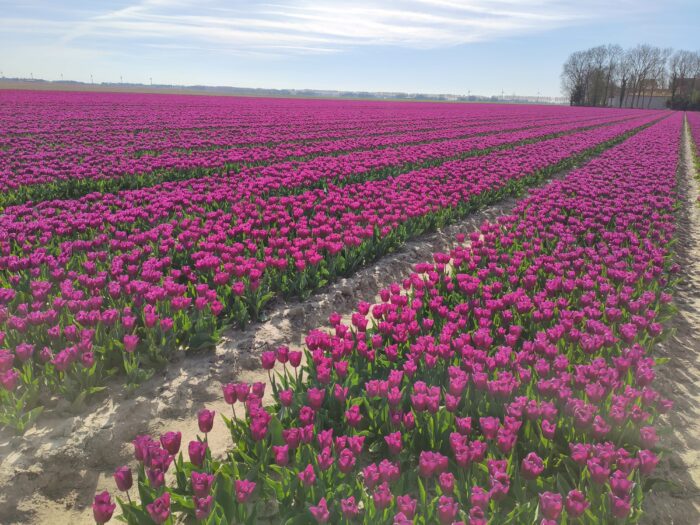 Netherlands’s tulip route