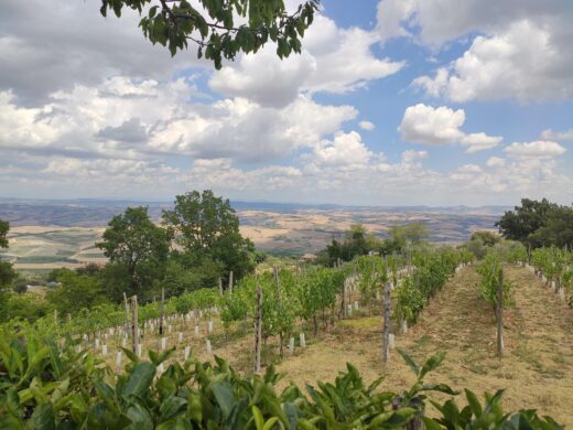 Tuscan wine
